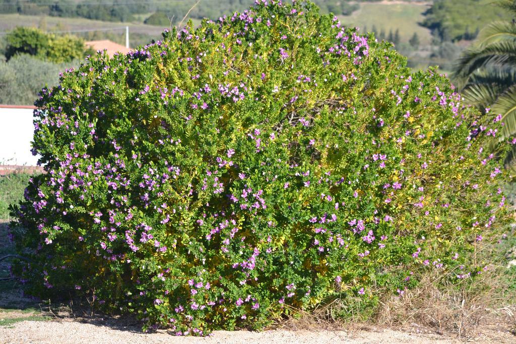 Agriturismo Gli Ulivi Otel Castiadas Dış mekan fotoğraf